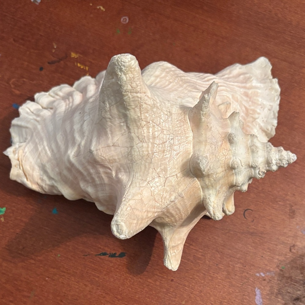 Conch Shell - cream in color